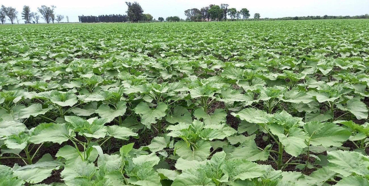 Lote con girasol; muy buen estado, uniforme, en etapa de desarrollo vegetativo, en el centro del departamento General Obligado.