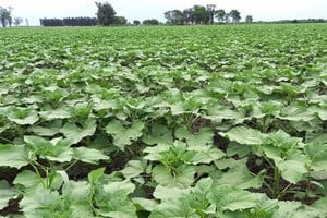 Lote con girasol; muy buen estado, uniforme, en etapa de desarrollo vegetativo, en el centro del departamento General Obligado.