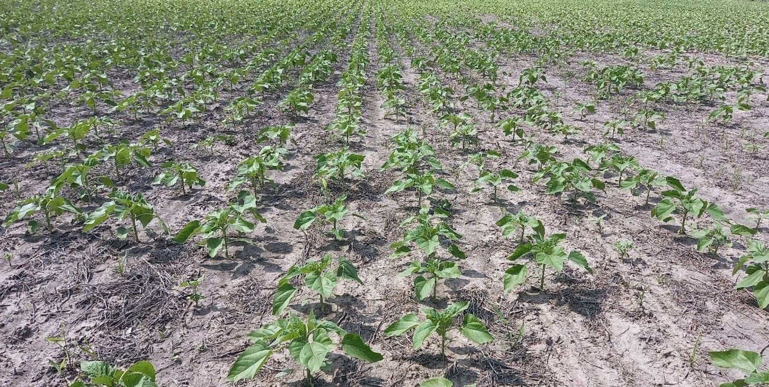 Lote con girasol; en etapa de crecimiento y desarrollo vegetativo, en el centro del departamento Castellanos.