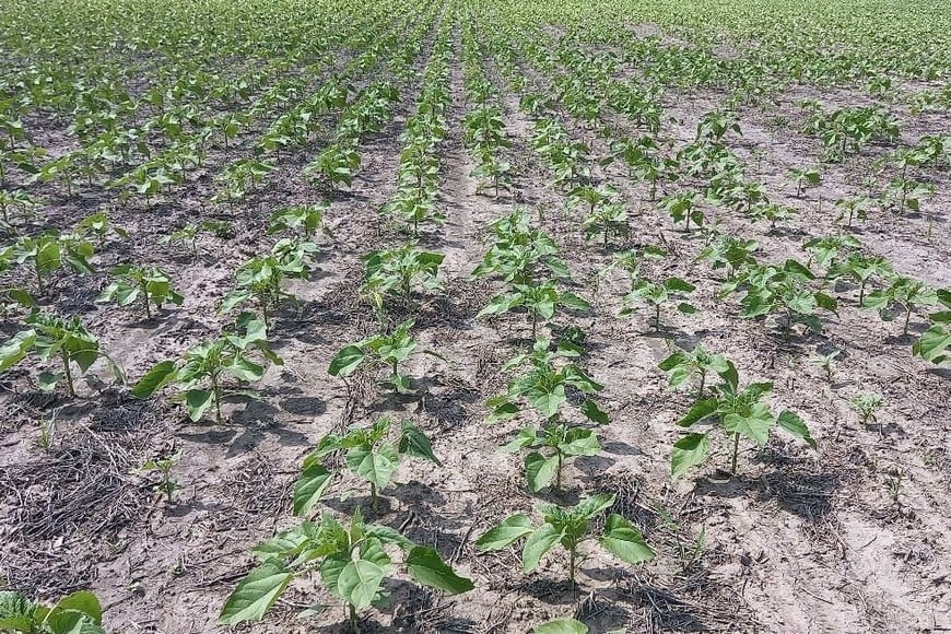 Lote con girasol; en etapa de crecimiento y desarrollo vegetativo, en el centro del departamento Castellanos.