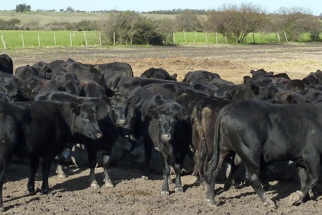 El valor de una vaquillona preñada se paga hoy con menos de dos terneros, algo que un año atrás costaba un 12% más