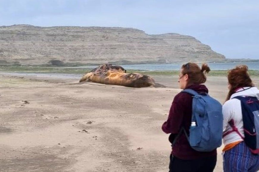 ballenas muertas chubut