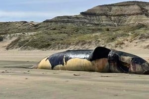 ballena muerta en chubut