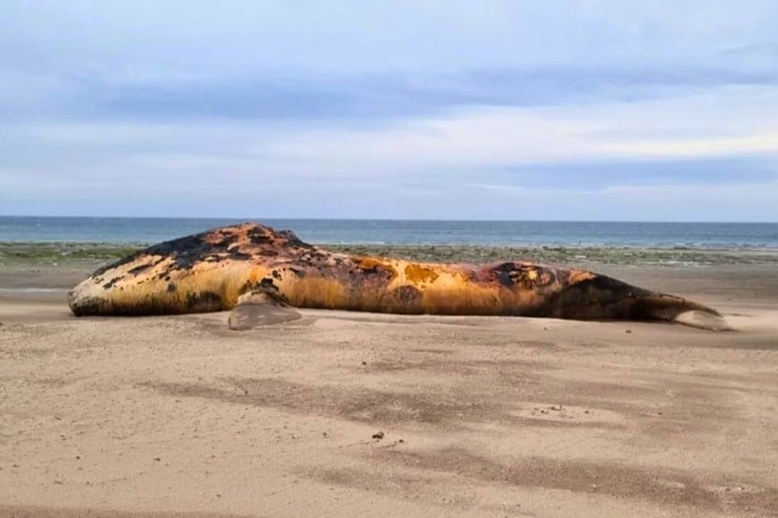 ballena muerta chubut