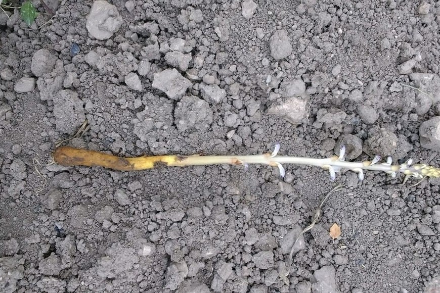 Orobanche cumana, una planta parásita que se alimenta a partir del agua y de los nutrientes que extrae del girasol, provocando su muerte.