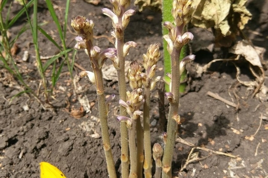 Orobanche cumana, su dispersión se realiza a través de sus diminutas semillas, las cuales pueden trasladarse a través del viento, el agua, o adheridas a animales o al calzado, vestimenta de personas que transitan por áreas afectadas.