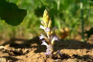 Orobanche cumana: para prevenir su ingreso, el Senasa tiene establecidos requisitos fitosanitarios específicos para la importación de semillas de países con presencia de la plaga.