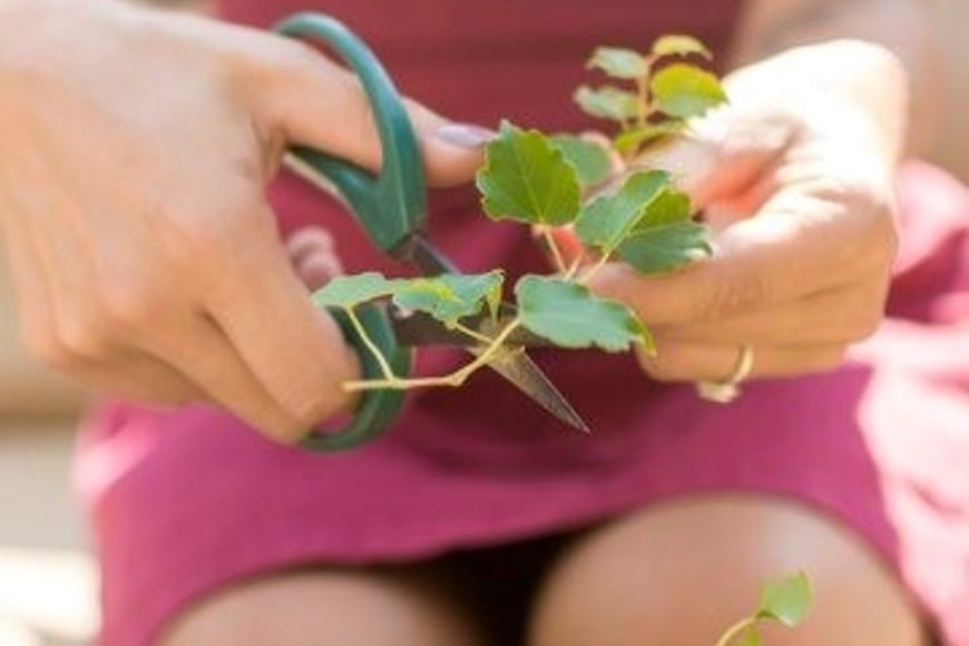 Eliminar las malezas reduce la competencia por agua y nutrientes, favoreciendo el crecimiento de tus plantas.