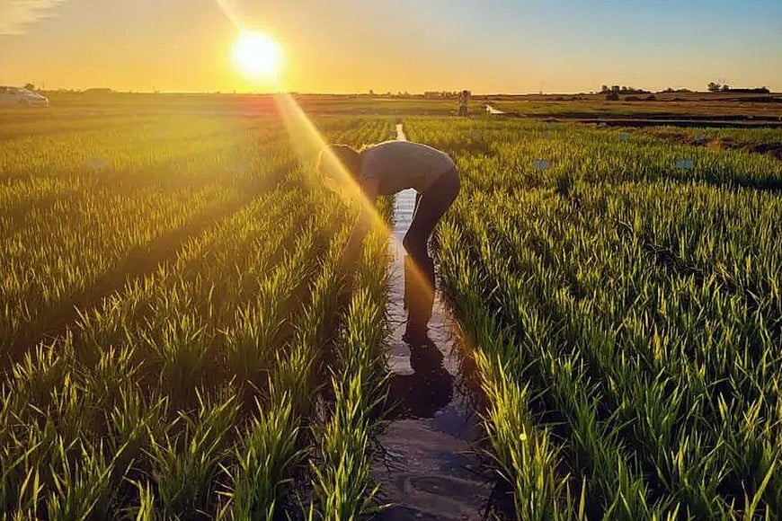 El programa de mejoramiento genético generó una ganancia promedio de 59 kilos por hectárea al año en rendimiento agrícola, lo que se tradujo en un impacto económico de US$ 1926 millones en la región.