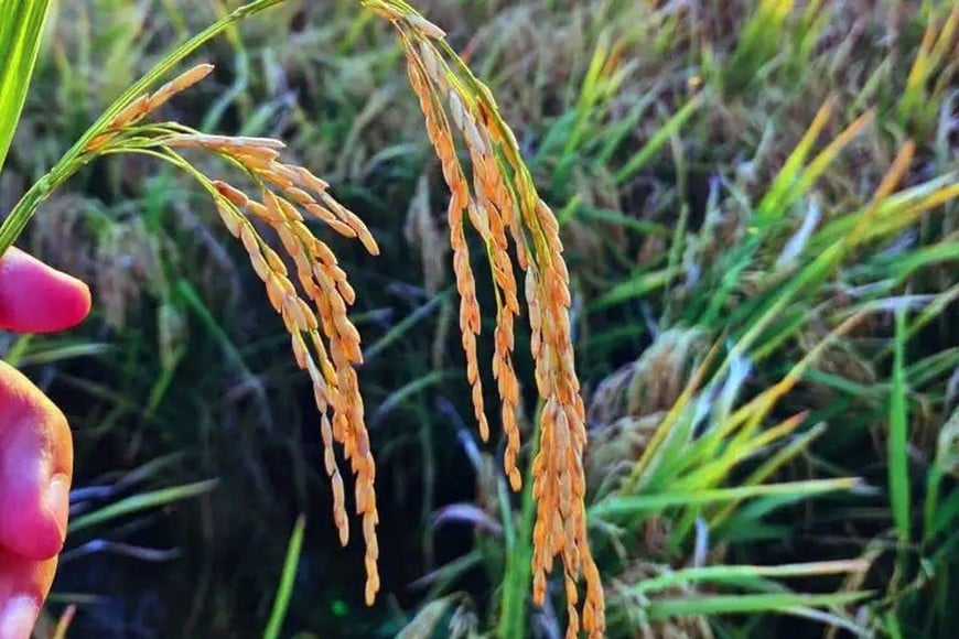 Creaciones. Desde 2004, el INTA ha registrado seis variedades de arroz tipo grano largo fino y una doble Carolina, mientras avanza con nuevas genéticas.