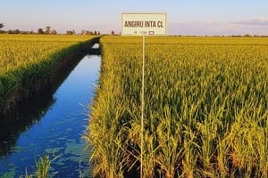 El Programa de Mejoramiento Genético de Arroz de INTA, desde fines de los años 80, avanzó con el objetivo de desarrollar variedades que ofrezcan alto rendimiento y calidad culinaria e industrial.