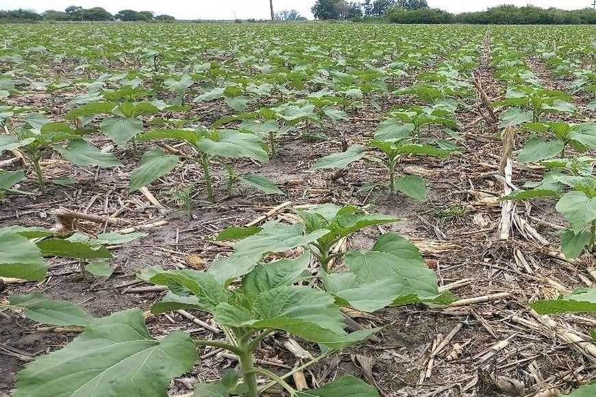 Lote con girasol; buen estado, en etapa de desarrollo vegetativo, en el centro sur del departamento Castellanos.