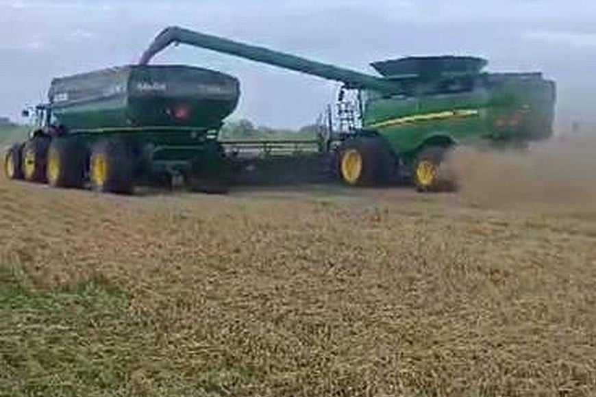 Lote con trigo; en pleno proceso de cosecha, en el centro sur del departamento General Obligado.