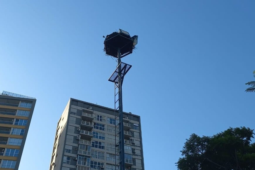 Una luminaria del Parque Alberdi, “ocupada” por un enorme nido de pájaros.