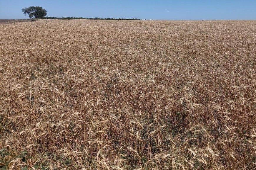 Lote con trigo; en etapa de maduración, en el suroeste del departamento San Cristóbal