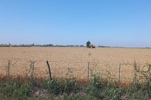 Lote con trigo; en buen estado, pleno proceso de cosecha, en el sureste del departamento Las Colonias.