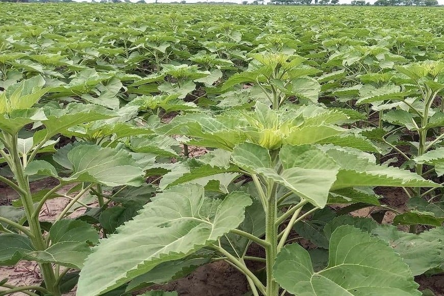 Lote con girasol; uniforme, en etapa de crecimiento y desarrollo vegetativo, en el centro del departamento General Obligado.