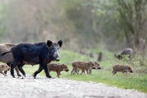 La norma elaborada establece la creación de Programa Provincial de Control Poblacional de la especia en el ámbito rural del territorio provincial a los fines de reducir y controlar la cantidad de ejemplares