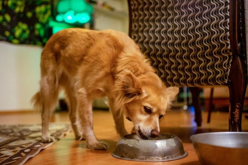 El bienestar de tu perro comienza con una alimentación segura.