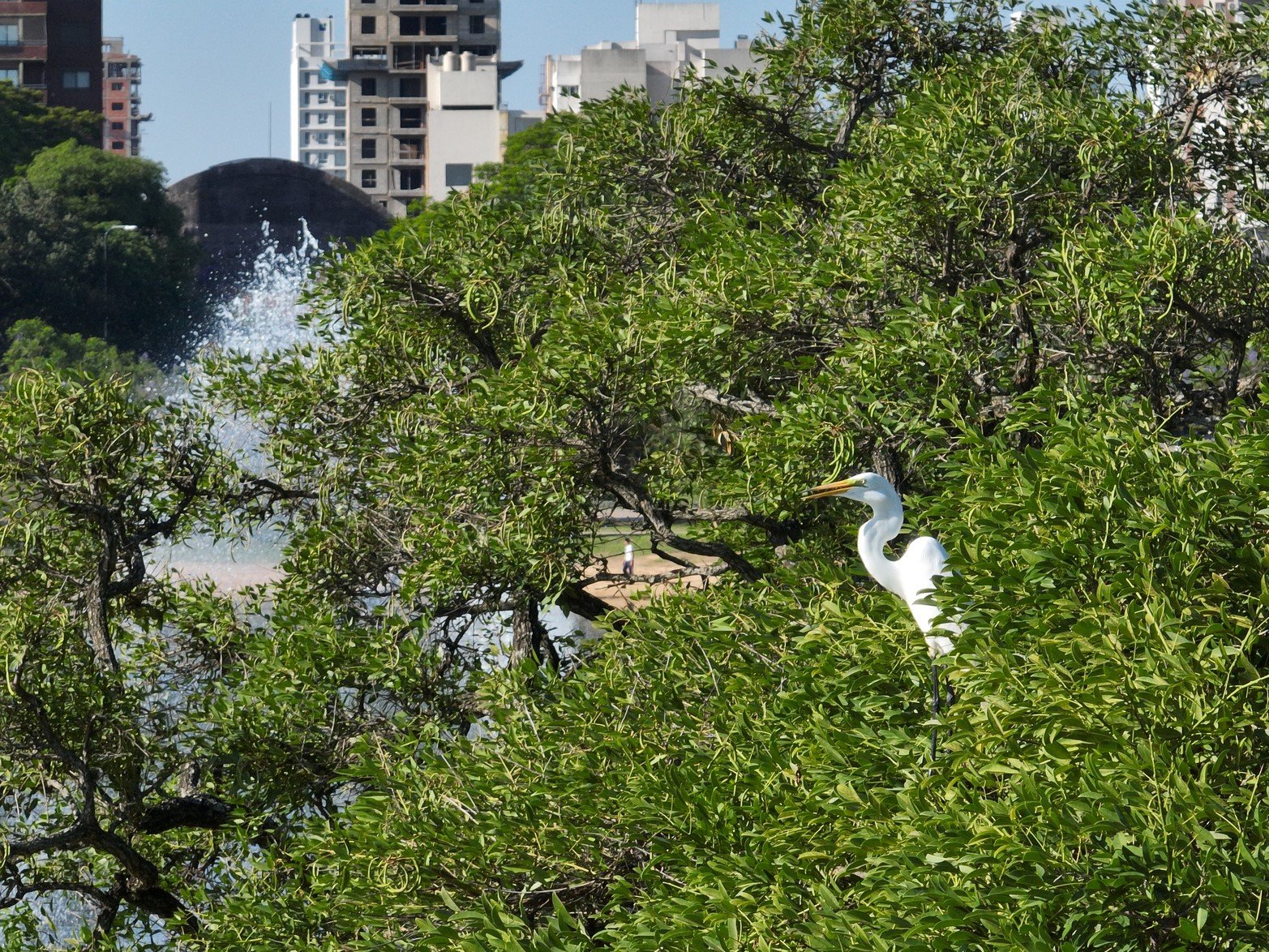 Habitantes del parque. el jueves, cuando Fernando Nicola tomaba imágenes del  Parque del Sur, se encontró esta garza blanca que seguía el vuelo de su dron atentamente desde el follaje