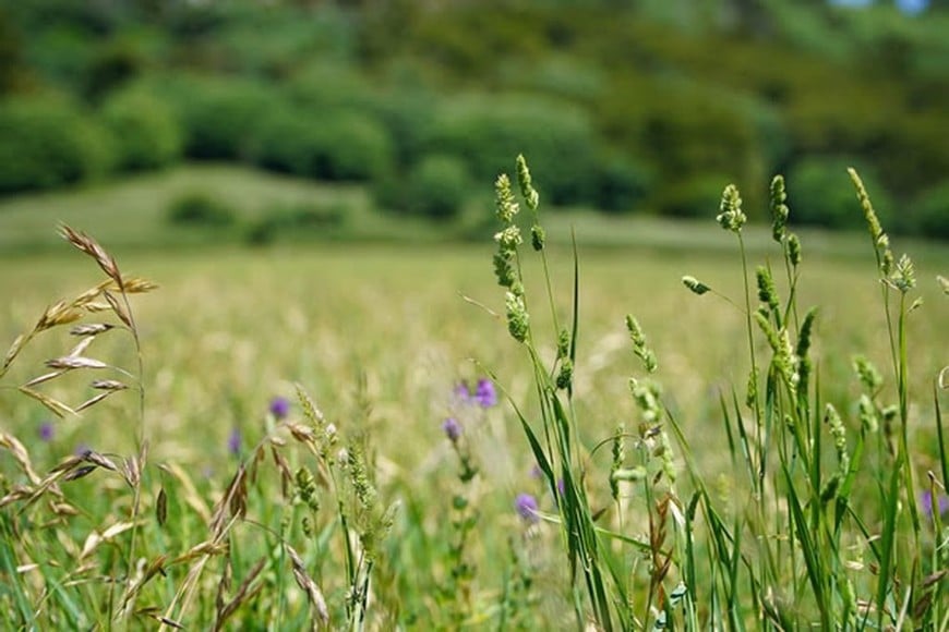 "Lo primero que debemos tener en cuenta es que las pasturas, como cualquier cultivo, necesitan nutrientes para crecer y aprovechar eficientemente los recursos que le ofrece el ambiente", sostienen.