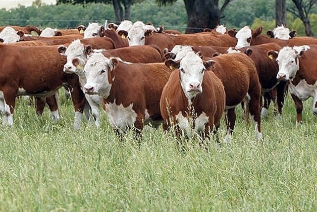 En campos con un manejo adecuado de nutrientes, la producción de carne por hectárea puede superar los 500 kilos por año.