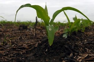 “Algunos ya preguntaron si hay chicharrita para sembrar”, dijo un asesor en Gálvez, en función de las nulas detecciones y el acompañamiento de las lluvias.