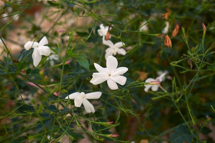 Las grandes flores blancas del jazmín real llenan el aire de una fragancia irresistible.