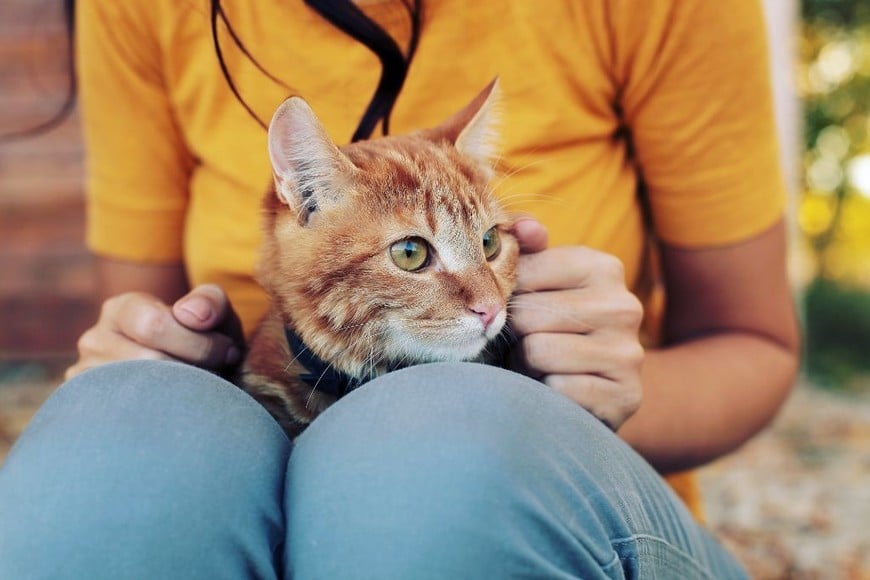 El vínculo entre los felinos y sus dueñas se fortalece por la atención dedicada a su bienestar.