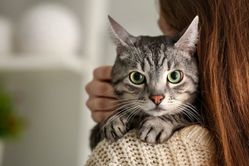 La paciencia y empatía de las mujeres hacia los gatos fomentan una conexión especial entre ellos.