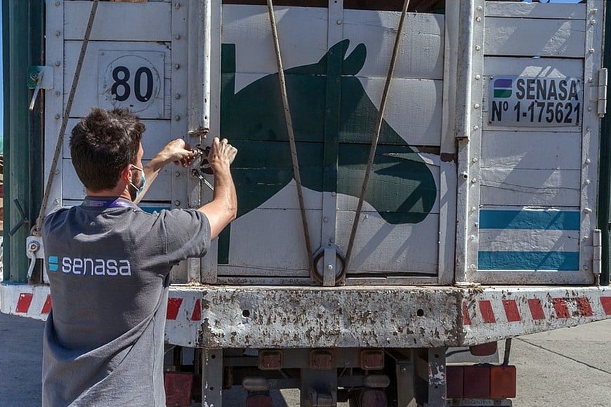 El organismo sanitario nacional brindó un informe pormenorizado sobre la situación de encefalomielitis equina (EE) en el país, con foco en la ausencia de casos desde abril de 2024