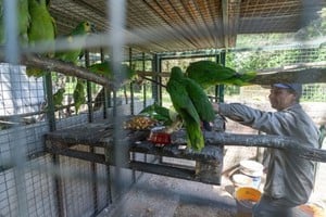 Las especies están siendo alojadas y supervisadas en el Centro de Rescate, Investigación e Interpretación de la Fauna (Criif) "La Esmeralda".