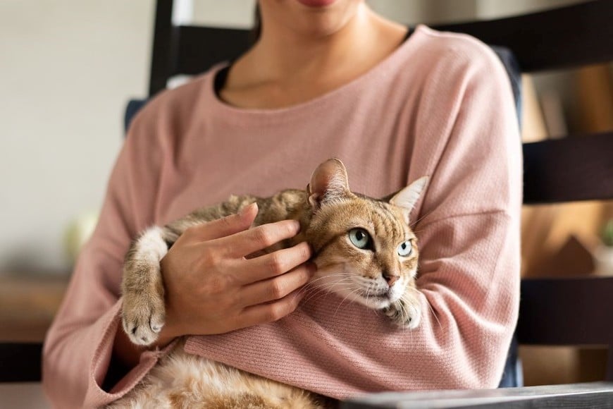 El comportamiento calmado de las mujeres permite que los gatos se acerquen más fácilmente.