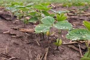 Lote con soja temprana; en crecimiento y desarrollo vegetativo, buen estado, en el centro del departamento Castellanos.