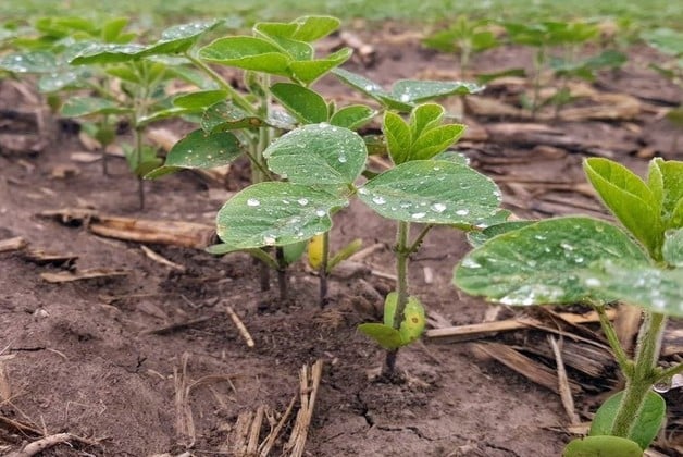 Lote con soja temprana; en crecimiento y desarrollo vegetativo, buen estado, en el centro del departamento Castellanos.