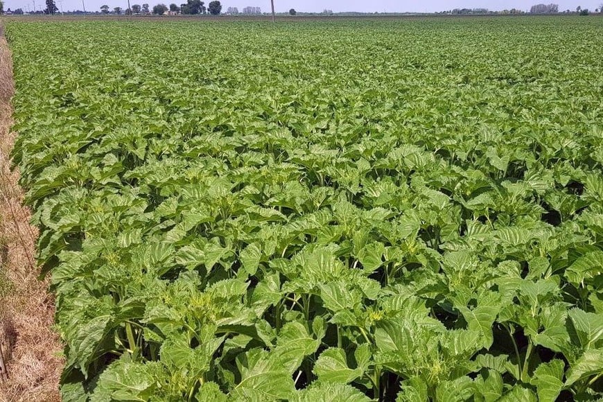 Lote con girasol; uniforme, en etapa de crecimiento y desarrollo vegetativo, muy buen estado, en el sur del departamento Castellanos.