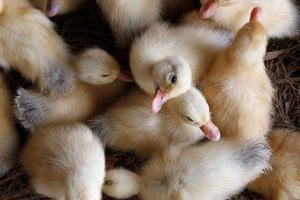 Ducklings are pictured at an incubating farm outside Hanoi September 7, 2011.  Virologists warned on Tuesday that there was no vaccine against a mutant strain of H5N1 bird flu now spreading in China and Vietnam and called for closer monitoring of the disease in poultry and wild birds to stop it spreading to people. REUTERS/Kham (VIETNAM - Tags: HEALTH ANIMALS) vietnam hanoi  vietnam criadero de patos granja de incubacion de patos