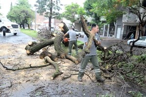 Las cuadrillas municipales retiraron un enorme árbol en Aristóbulo al 4300.