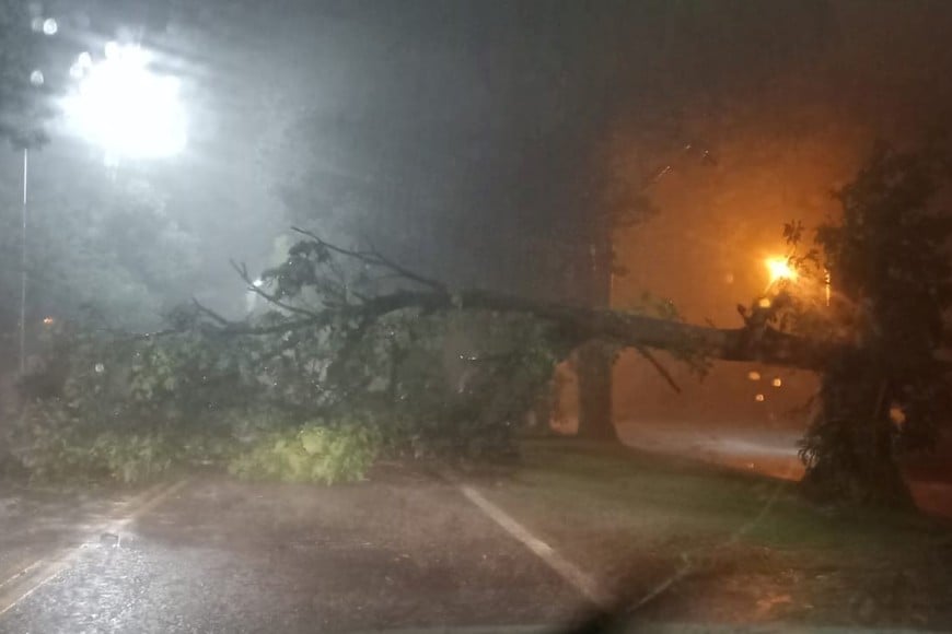 Este gran árbol cayó perpendicular a la Avenida Jorge Newbery, que es el acceso desde la Ruta Provincial 80s. Crédito: Portal de Medios.