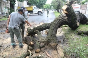 Retiraran un árbol caído en Aristóbulo del Valle 4300. Crédito: Guillermo Di Salvatore