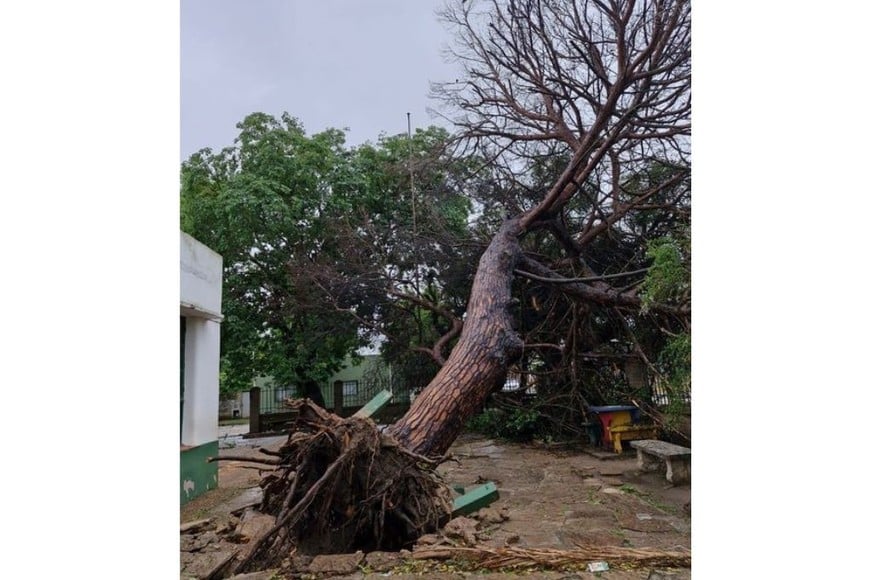 Un árbol de 1945 fue arrancado de cuajo, en la Escuela Manuel Gaete de Coronda. Crédito: Tere Cáceres.