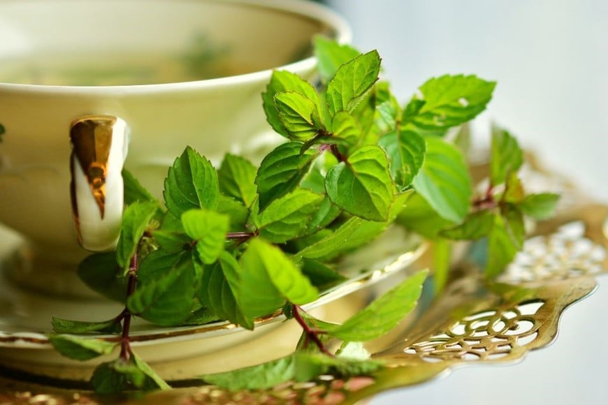 la menta se ha ganado su lugar como un remedio natural imprescindible.