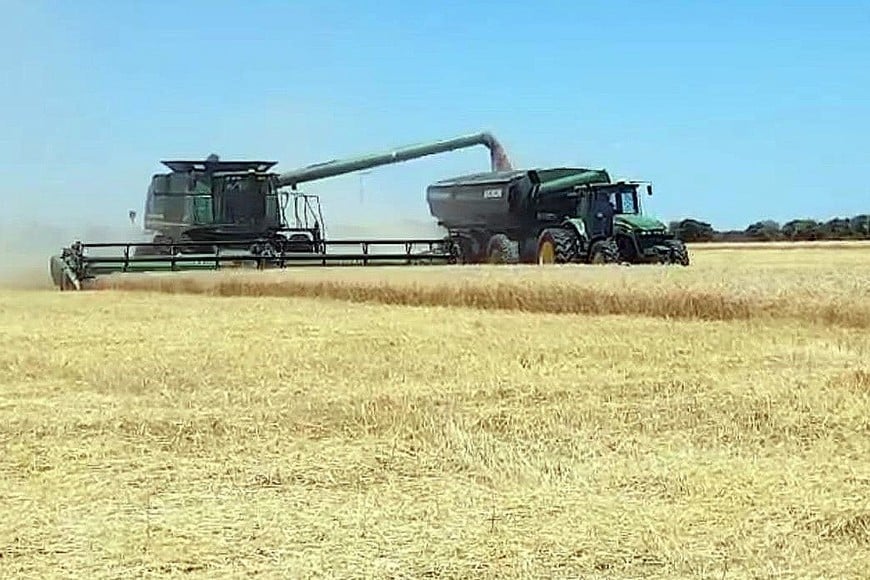 Lote con trigo; en pleno proceso de cosecha, buen estado, en el suroeste del departamento San Jerónimo.