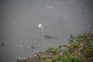 Peces muertos y buscando oxígeno en la superficie del Río Salado. Crédito: Fernando Nicola