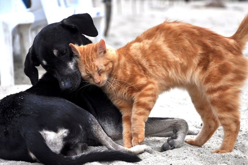 Los gatos, con su naturaleza más autónoma, tienden a ofrecer una relación más relajada.