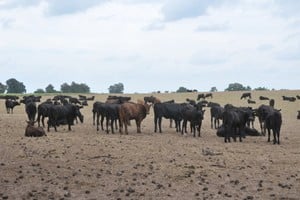 Las líneas crediticias con un 0 % de interés permitirán mejorar las condiciones de las aguadas y de alimentación del ganado. Las agencias ya se encuentran habilitadas para recibir las solicitudes. Foto: Archivo