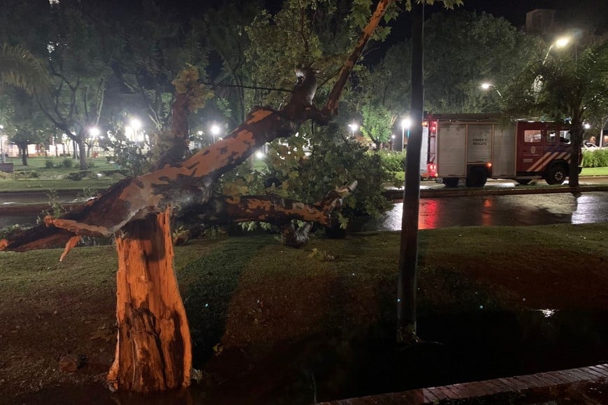 Árboles de gran porte caídos durante la tormenta. Crédito: Renacer Regional en Facebook.