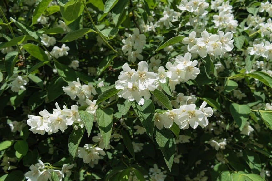 El jazmín delpaís cubre tu jardín con flores blancas y fragantes.