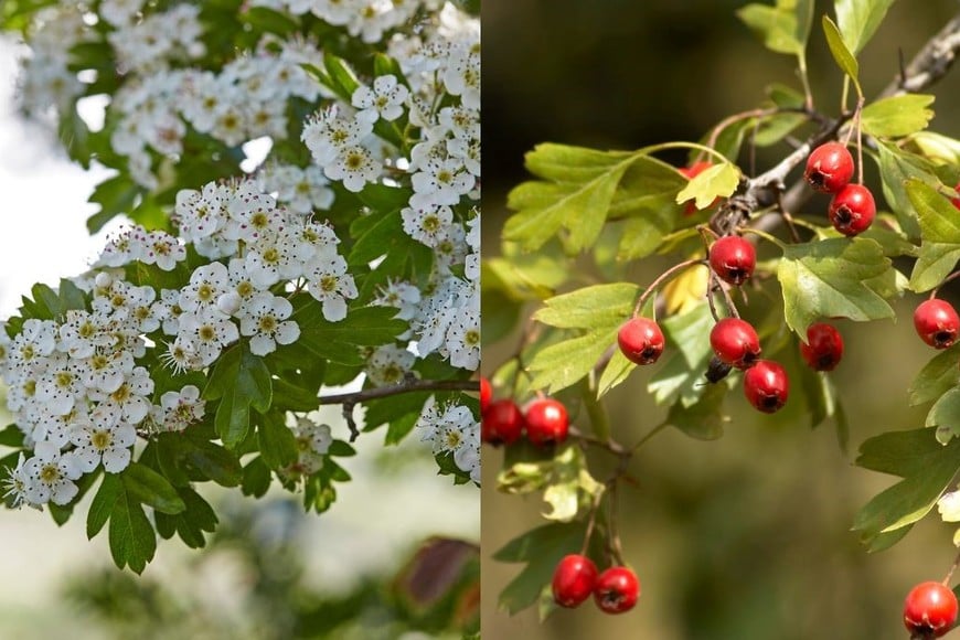 El espino blanco ofrece una cerca natural densa y resistente, con flores blancas y frutos rojos.