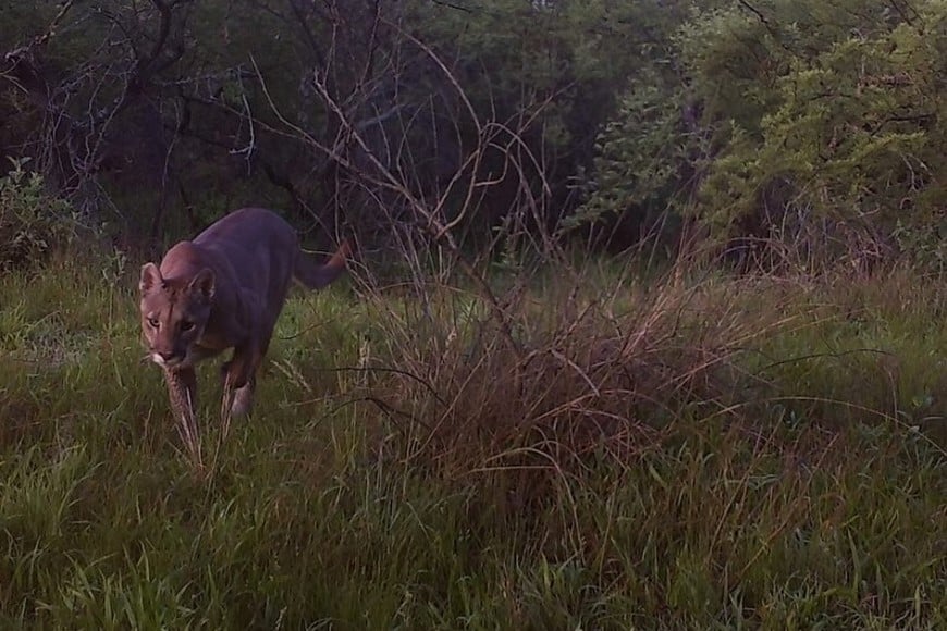 Se Conoci El Primer Registro Fotogr Fico Que Avala La Presencia De Pumas En El Parque Nacional